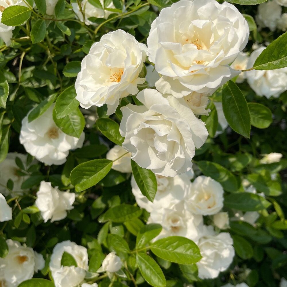 Meet your Posher, Vivienne